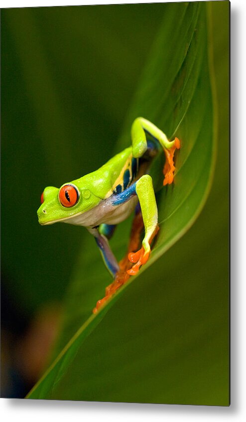 Photography Metal Print featuring the photograph Close-up Of A Red-eyed Tree Frog #1 by Panoramic Images
