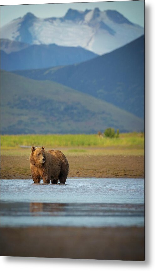 Brown Bear Metal Print featuring the photograph Coastal Brown Bear #1 by Chase Dekker Wild-life Images