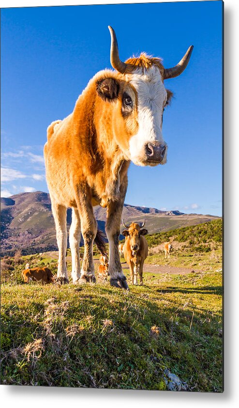 Colombano Metal Print featuring the photograph Corsican Cow at Col de San Colombano #1 by Jon Ingall
