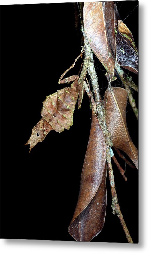Dead-leaf Mantis Metal Print featuring the photograph Dead-leaf Mantis #1 by Dr Morley Read/science Photo Library