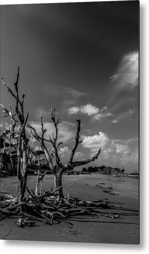 Dead Metal Print featuring the photograph Dead Trees on the Beach #1 by Christopher Perez