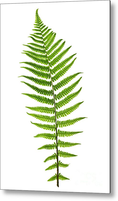 Fern Metal Print featuring the photograph Fern leaf by Elena Elisseeva