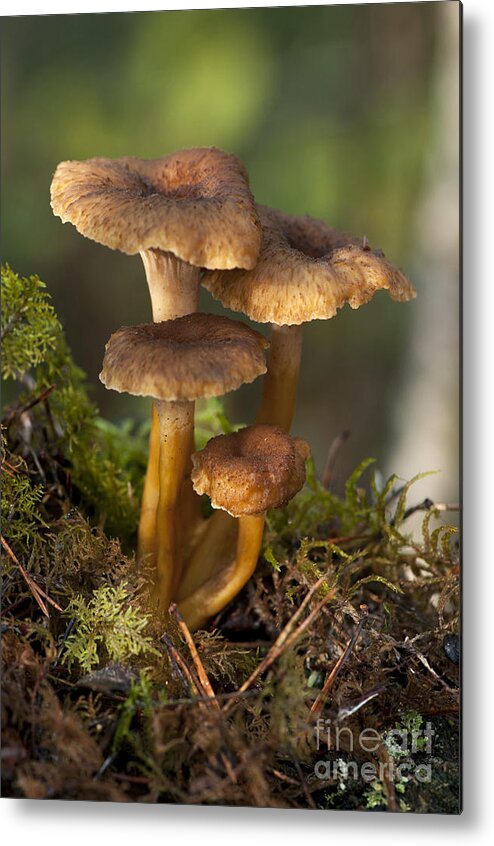 Mushroom Metal Print featuring the photograph Funnel Chanterelle Craterellus #1 by Scott Camazine