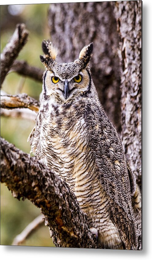 Animal Metal Print featuring the photograph Great Horned Owl #1 by Teri Virbickis