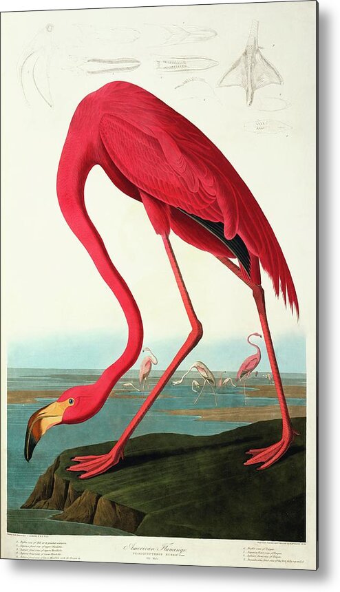 Illustration Metal Print featuring the photograph Greater Flamingo #1 by Natural History Museum, London/science Photo Library