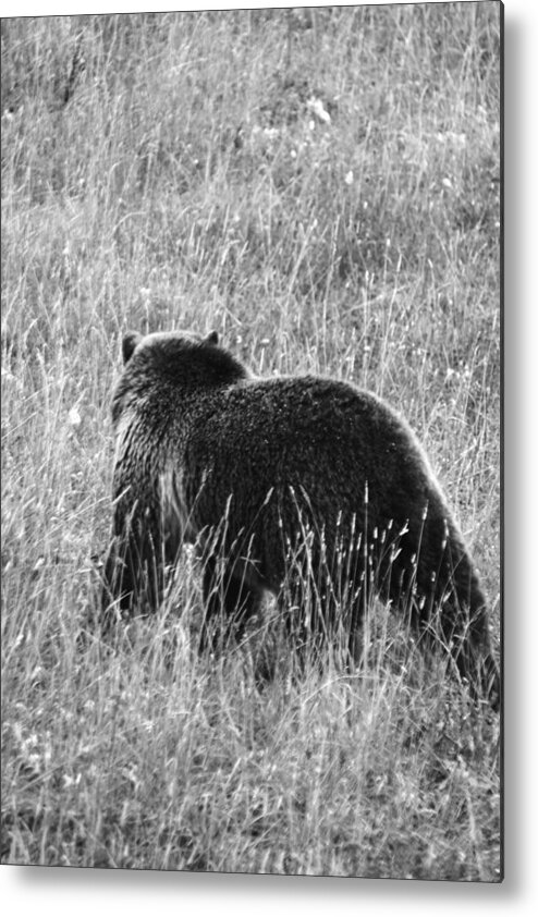 Grizzly Metal Print featuring the photograph Grizz #1 by Andrew Hennigh