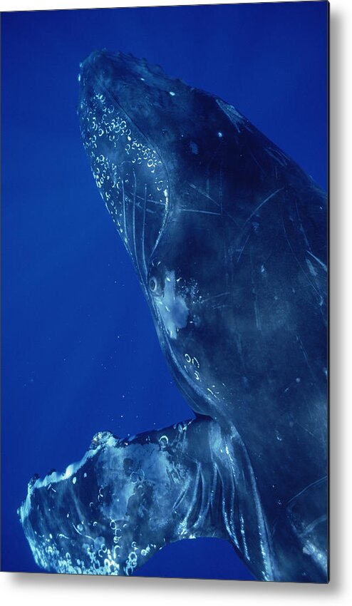 Feb0514 Metal Print featuring the photograph Humpback Whale Close Up Of Friendly #1 by Flip Nicklin