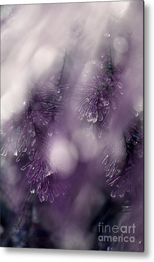 Pine Needles Metal Print featuring the photograph I Still Search For You by Michael Eingle