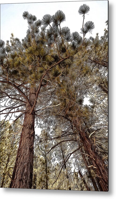 Beauty In Nature Metal Print featuring the photograph Jeffrey Pines #2 by Maria Coulson