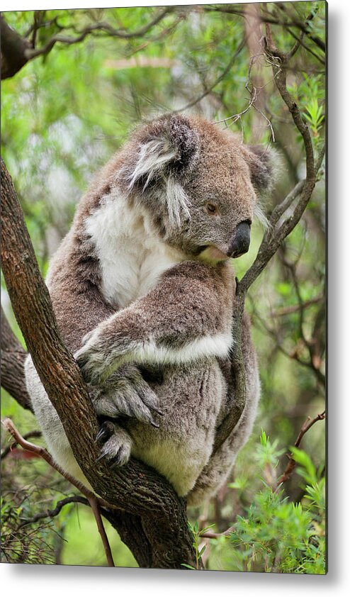Animal Metal Print featuring the photograph Koala (phascolarctos Cinereus #1 by Martin Zwick