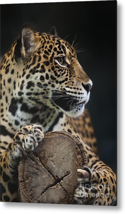 Roaring Metal Print featuring the photograph Leopard #1 by Anek Suwannaphoom