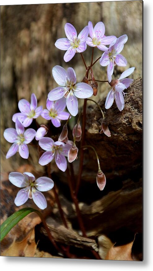 Wildflowers Metal Print featuring the photograph Life Anew #1 by Brett Erwood