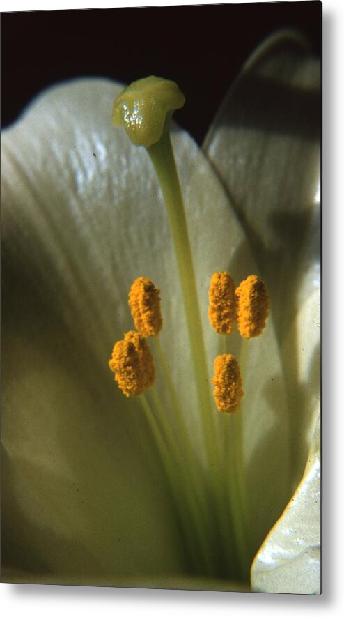 Retro Images Archive Metal Print featuring the photograph Madonna Lily #1 by Retro Images Archive