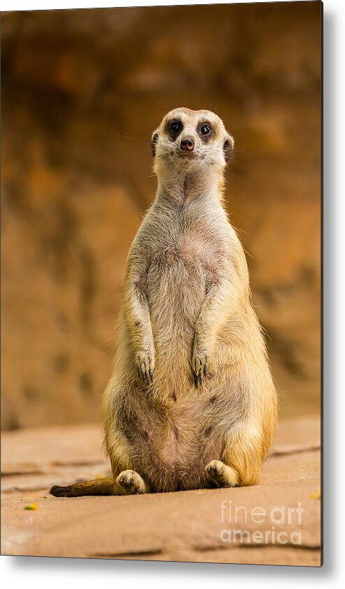 Cute Metal Print featuring the photograph Meerkat #1 by Tosporn Preede