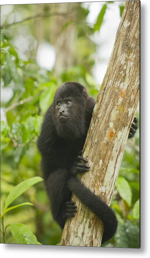 Kevin Schafer Metal Print featuring the photograph Mexican Black Howler Monkey Belize #1 by Kevin Schafer