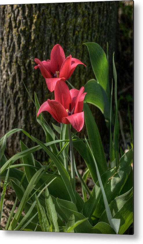 Flowers Metal Print featuring the photograph Morningstar Flowers #1 by Art Tilley