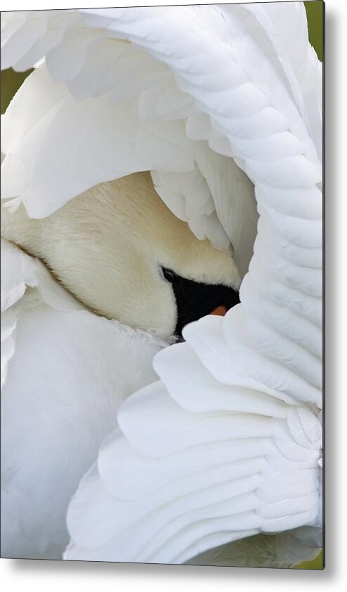 Cygnus Olor Metal Print featuring the photograph Mute Swan by John Devries/science Photo Library