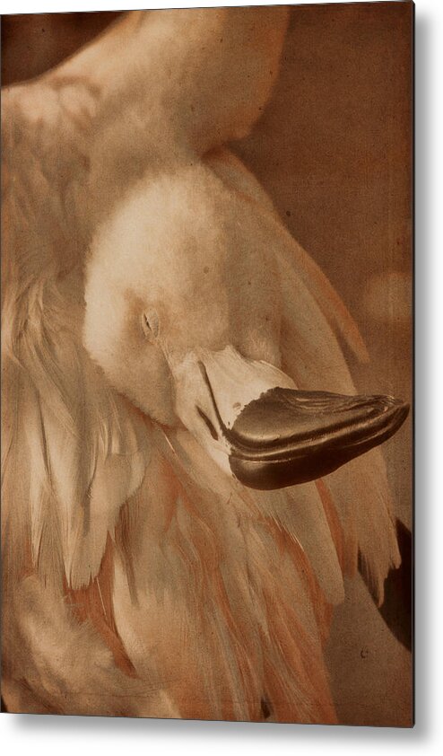American Flamingo Metal Print featuring the photograph Napping on Flamingo Feathers by Theo O'Connor
