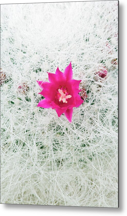 Old Lady Cactus Metal Print featuring the photograph Old Lady Cactus #1 by Geoff Kidd/science Photo Library