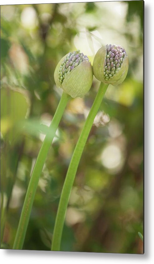 May Metal Print featuring the photograph Onion (allium Sp.) Flower Buds Opening #1 by Maria Mosolova/science Photo Library