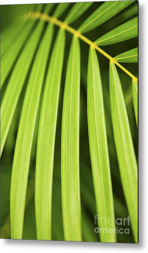 Palm Metal Print featuring the photograph Palm tree leaf by Elena Elisseeva