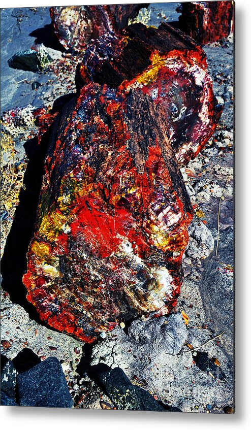 Travelpixpro Petrified Forest Metal Print featuring the photograph Petrified Wood Log Rainbow Crystalization at Petrified Forest National Park #1 by Shawn O'Brien