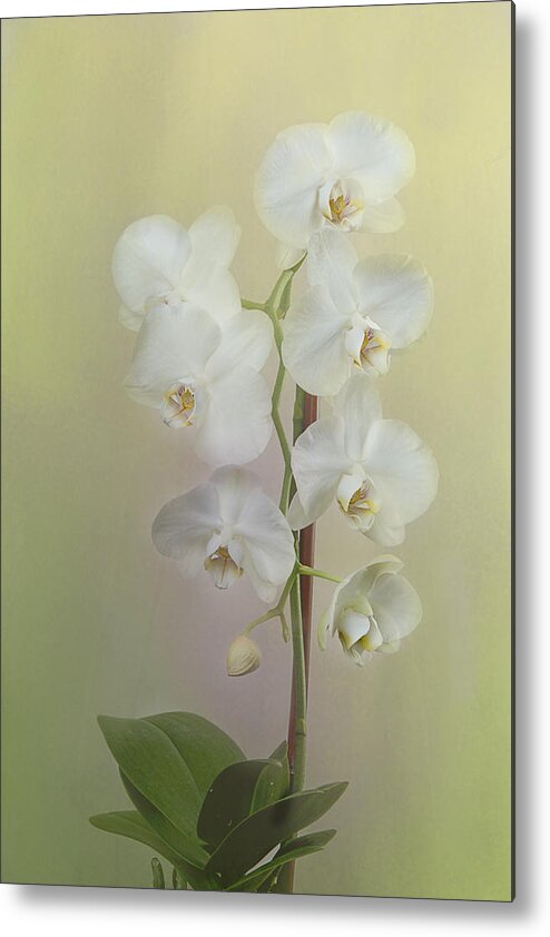 Phalaenopsis Metal Print featuring the photograph Phalaenopsis #1 by Carol Erikson