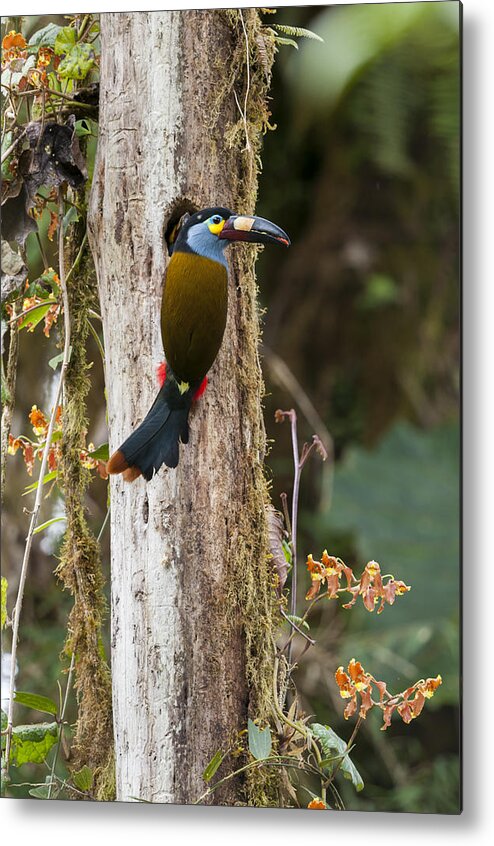 Tui De Roy Metal Print featuring the photograph Plate-billed Mountain-toucan At Nest #1 by Tui De Roy
