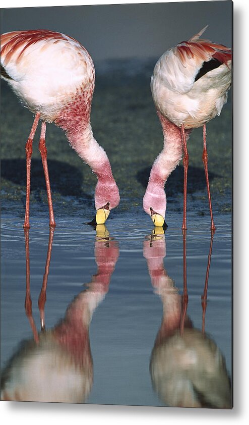Feb0514 Metal Print featuring the photograph Puna Flamingo Feeding In Laguna #1 by Tui De Roy
