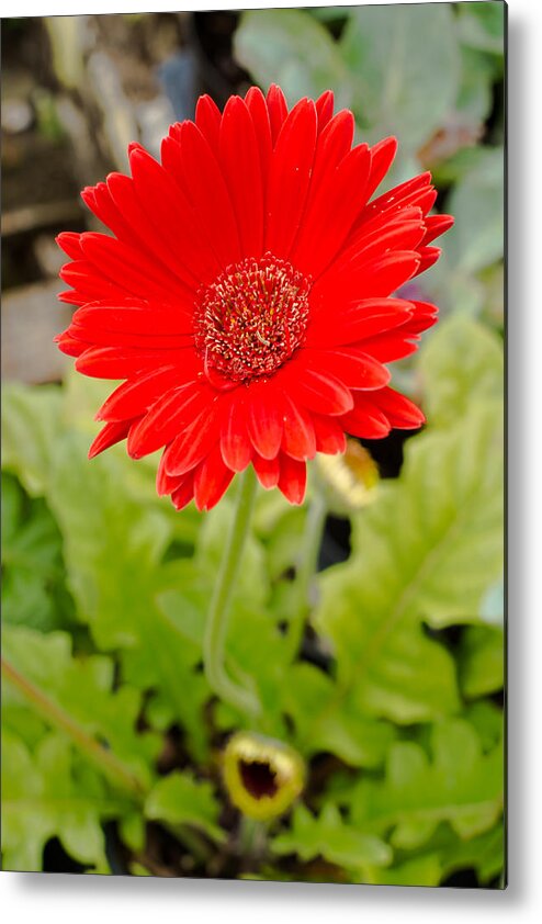 Gerbera Daisy Metal Print featuring the photograph Red Daisy #1 by Raul Rodriguez