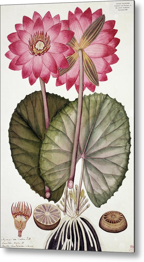 Angiosperm Metal Print featuring the photograph Red Indian Water Lily (nymphaea Rubra) #1 by Natural History Museum, London/science Photo Library
