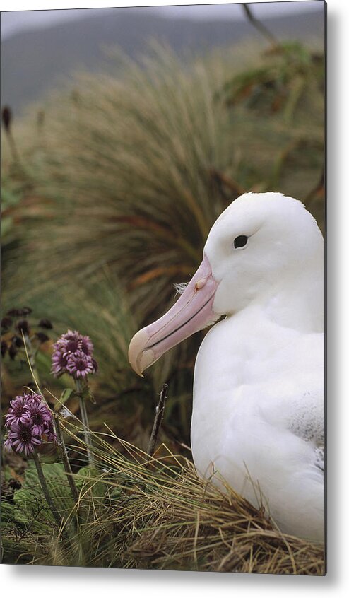 Feb0514 Metal Print featuring the photograph Southern Royal Albatross On Nest #1 by Tui De Roy