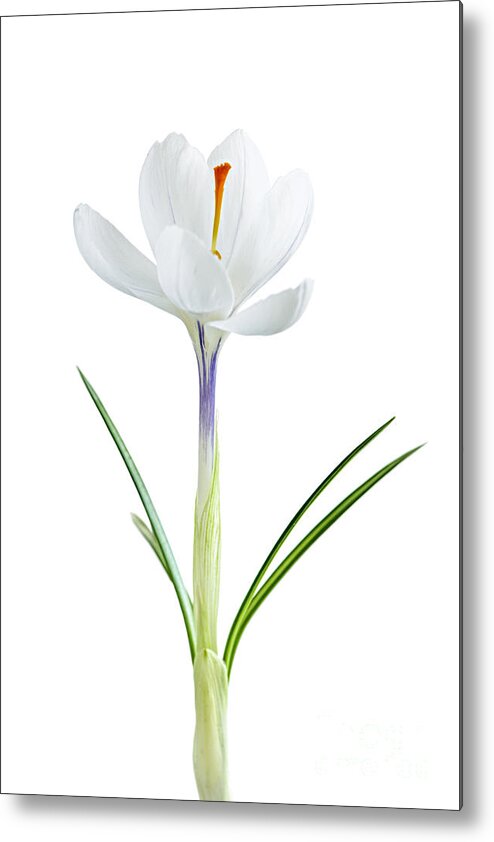 Flower Metal Print featuring the photograph Spring crocus flower #1 by Elena Elisseeva