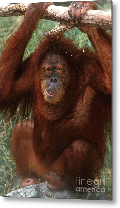 Sumatran Orangutan Metal Print featuring the photograph Sumatran Orangutan #1 by Art Wolfe