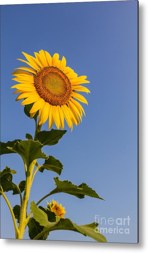 Agriculture Metal Print featuring the photograph Sunflower #1 by Tosporn Preede