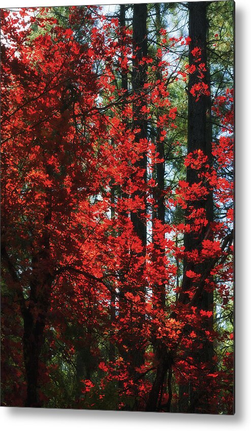 Red Tree Metal Print featuring the photograph The Red Tree #2 by Saija Lehtonen