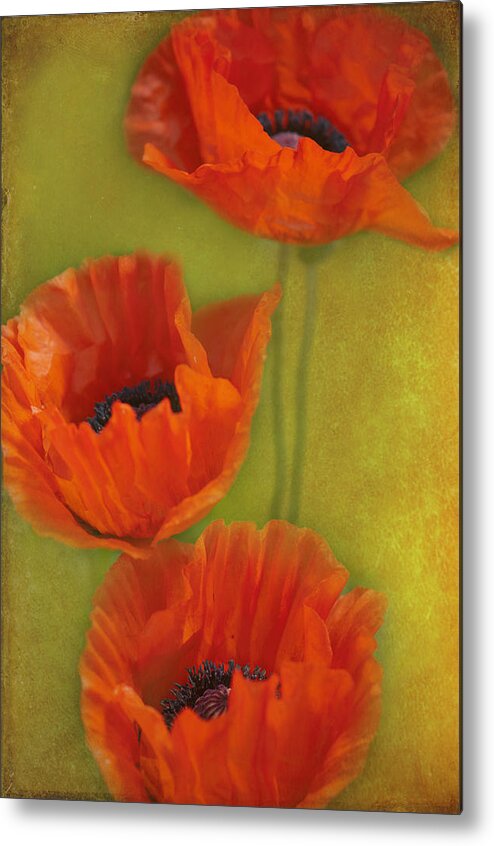 Flowers Metal Print featuring the photograph Three poppies #1 by Carolyn D'Alessandro