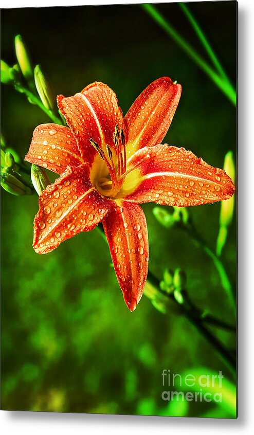 Tiger Lily Metal Print featuring the photograph Tiger Lily Print by Gwen Gibson