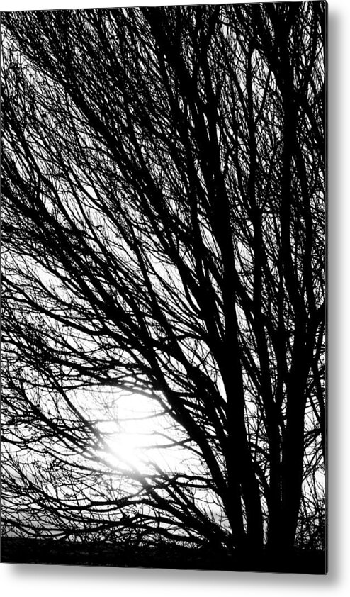 Tree Branches Metal Print featuring the photograph Tree Branches and Light Black and White #1 by James BO Insogna