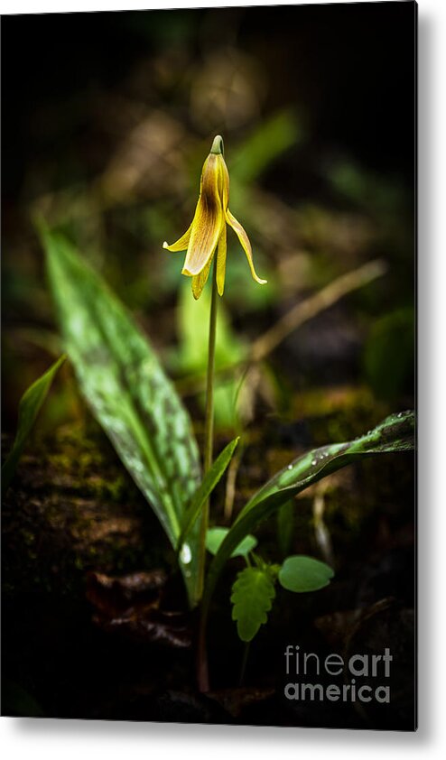 Trout Lily Metal Print featuring the photograph Trout Lily #1 by Thomas R Fletcher