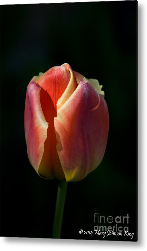 Flowersfloral Metal Print featuring the photograph Tulip 1 #1 by Mary C Johnson