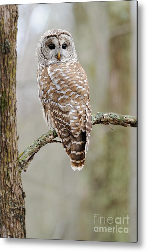 Barred Owl Metal Print featuring the photograph Barred Owl by Scott Linstead