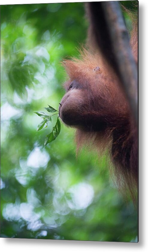 Animal Metal Print featuring the photograph Sumatran Orangutan #11 by Scubazoo