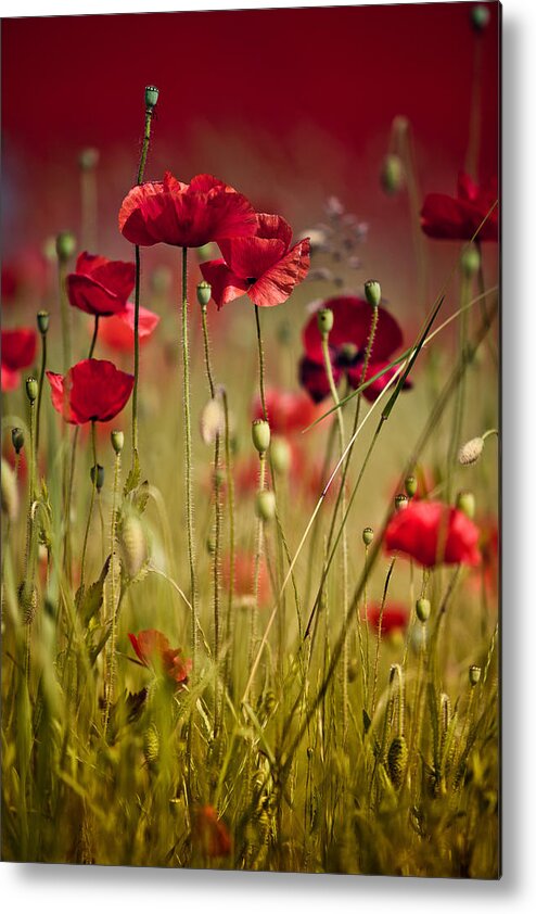 Poppy Metal Print featuring the photograph Summer Poppy by Nailia Schwarz