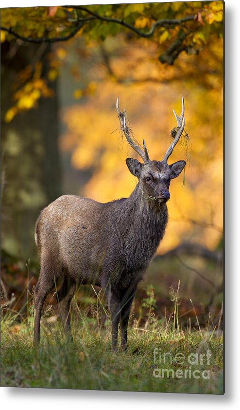 Sika Deer Metal Print featuring the photograph 110307p073 by Arterra Picture Library