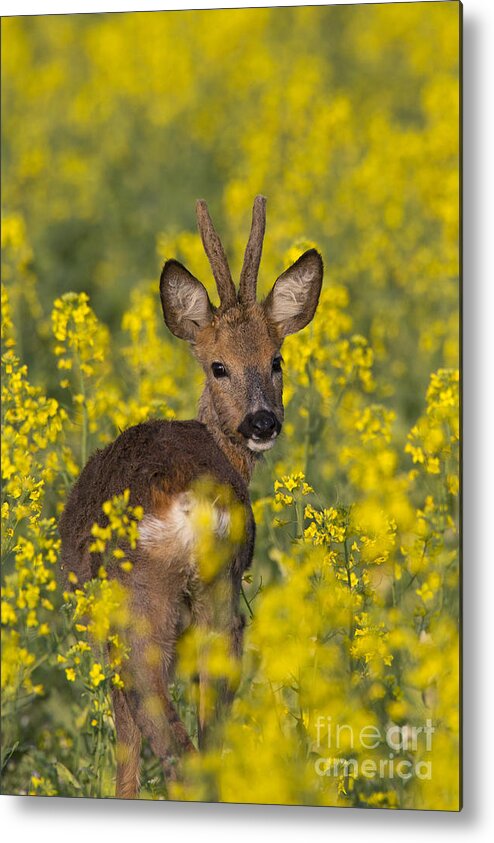 Roe Deer Metal Print featuring the photograph 110714p139 by Arterra Picture Library