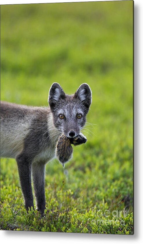 Arctic Fox Metal Print featuring the photograph 111130p048 by Arterra Picture Library