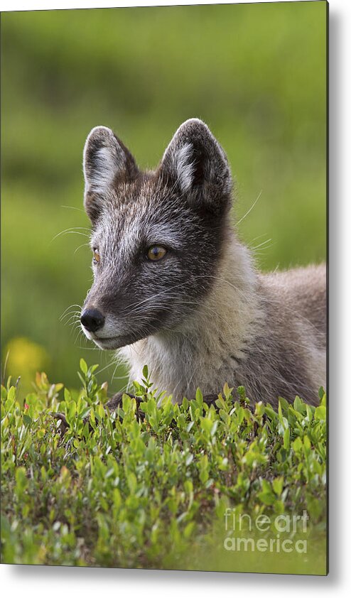 Arctic Fox Metal Print featuring the photograph 111216p030 by Arterra Picture Library