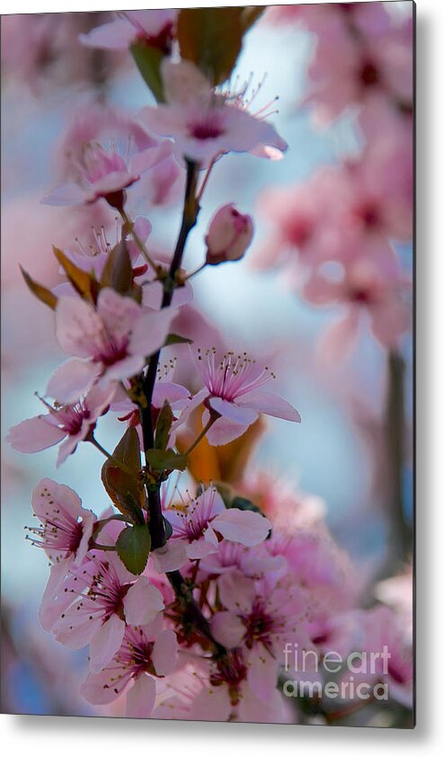 Buds Metal Print featuring the photograph Plum Tree Flowers #12 by Mark Dodd
