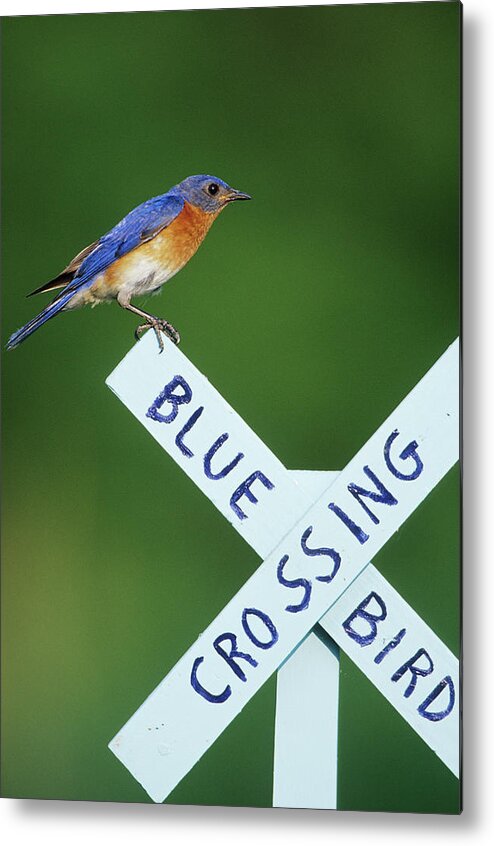 Avian Metal Print featuring the photograph Eastern Bluebird (sialia Sialis #15 by Richard and Susan Day
